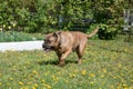 Canary mastiff is walking on a green meadow. Canarian molosser or dogo canario.