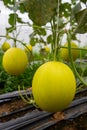 Canary melon. Ripe canary melon growing in greenhouse farm