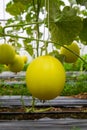 Canary melon. Ripe canary melon growing in greenhouse