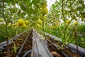 Canary melon. Ripe canary melon growing in greenhouse