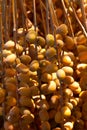 Canary palm seeds Royalty Free Stock Photo