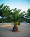 Canary palm tree, scientific name is phoenix canariensis Royalty Free Stock Photo