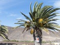 Canary palm tree treated with a insecticidal. Royalty Free Stock Photo