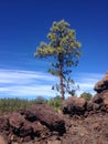 The Canary pine on a slope of the mountain of Teide. Tenerife. Royalty Free Stock Photo