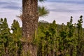 Canary pine tree and forest Royalty Free Stock Photo