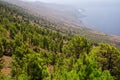 Canary pine tree forest, El Hierro, Spain. Royalty Free Stock Photo