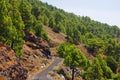 Canary pine tree forest, El Hierro, Spain. Royalty Free Stock Photo