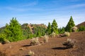 Canary pine trees near the path of Ruta de los Volcanes route