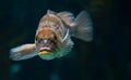 Canary rockfish Royalty Free Stock Photo