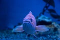 Canary rockfish looking through the glass of its tank in aquarium with grumpy expression