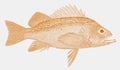 Canary rockfish in side view Royalty Free Stock Photo