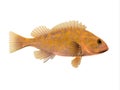 Tropical Canary Rockfish Royalty Free Stock Photo