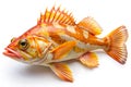 Canary Rockfish on White Background Royalty Free Stock Photo