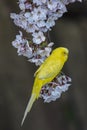 Canary on the Sakura tree Royalty Free Stock Photo