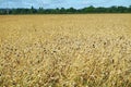 Canary seed crop Royalty Free Stock Photo