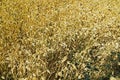 Canary Seed Crop Royalty Free Stock Photo