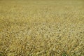 Canary Seed Crop Royalty Free Stock Photo