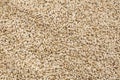 Canary seed - Phalaris canariensis Royalty Free Stock Photo