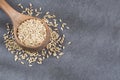 Canary seed - Phalaris canariensis Royalty Free Stock Photo