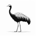 African Emu Bird: Monochromatic Minimalism Illustration By Liam Wong