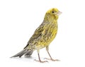Canary standing - Lizzard mutation - isolated on white Royalty Free Stock Photo