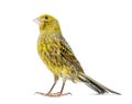 Canary standing - Lizzard mutation - isolated on white Royalty Free Stock Photo