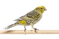 Canary standing on a wooden perch - Lizzard mutation - isolated on white Royalty Free Stock Photo