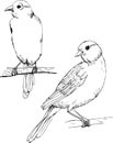 Canary vector monochrome freehand ink drawn sketch style illustration