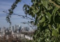 Canary Wharf - a view from the Greenwich park, grean leaves.