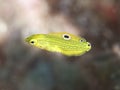 Canary wrasse Royalty Free Stock Photo