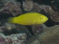 Canary wrasse