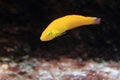 Canary wrasse Royalty Free Stock Photo