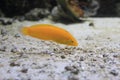 Canary wrasse Royalty Free Stock Photo