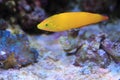 Canary wrasse