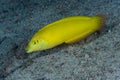 Canary Wrasse Halichoeres chrysus