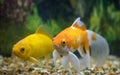 Canary Yellow Goldfish and Orange and White Goldfish in the Water
