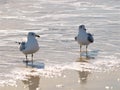 Canaveral National Seashore