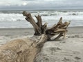 The Raw Grandeur of Canaveral National Seashore U.S. National Park Service