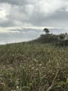 The Unspoiled Beauty of Canaveral National Seashore U.S. National Park Service