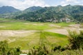 Cancar Spider Rice Field