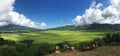 Cancar Spiderweb Rice Fields