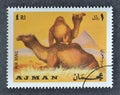 Cancelled postage stamp printed by Ajman, that shows Camels