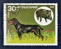 Cancelled postage stamp printed by Bulgaria that shows Bulgarian Scent hound, Wild Boar