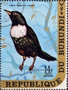 Cancelled postage stamp printed by Burundi, that shows The ring ouzel