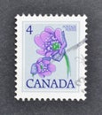Cancelled postage stamp printed by Canada, that shows Hepatica acutiloba - Sharp-Lobed Liverleaf flower Royalty Free Stock Photo