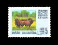 Cancelled postage stamp printed by Ceylon, that shows Wild Buffalo