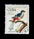 Cancelled postage stamp printed by Cuba, that shows Cuban Trogon