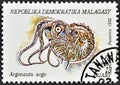 Cancelled postage stamp printed by Madagascar, that shows Greater Argonaut (Argonauta argo) Royalty Free Stock Photo