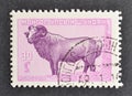 Cancelled postage stamp printed by Mongolia, that shows Mongolian Domestic Sheep