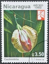 Cancelled postage stamp printed by Nicaragua, that shows Cachimbita (Clitoria polychrome)